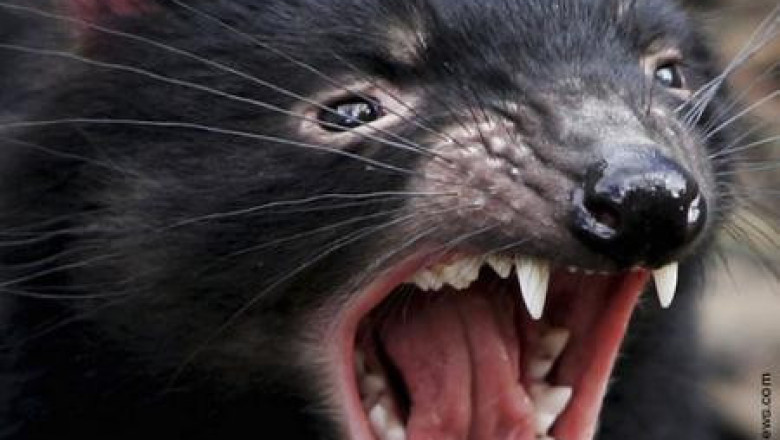 Tasmanian devil facial tumor