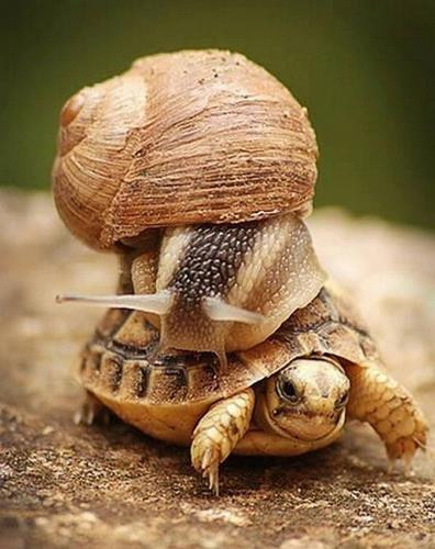 Кто быстрее: улитка или черепаха? Сравнение скорости