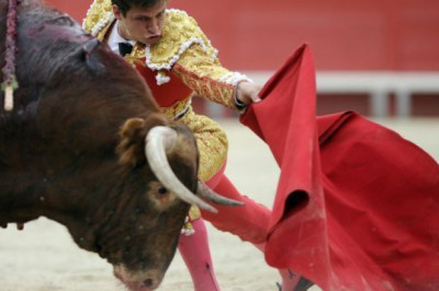 Почему быки так злобно реагируют на красный цвет?