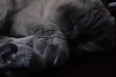 Как человек приручил кошку?