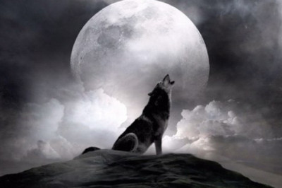 Почему волки воют на Луну?