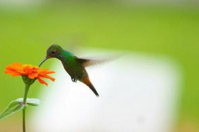 Самая маленькая птица в мире