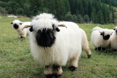 Уникальная порода — валлисские черноносые овцы