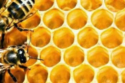 Откуда берется мед?