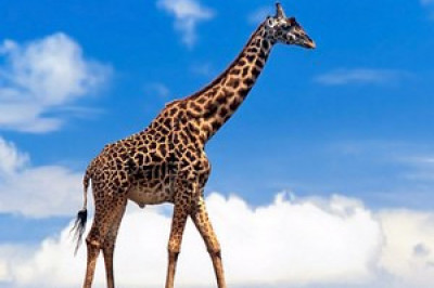Зачем жирафу длинная шея?
