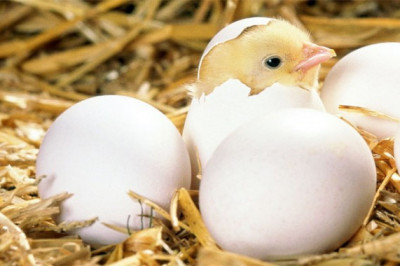 Как курицы несут яйца?
