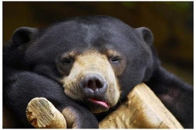 Почему медведи впадают в спячку?