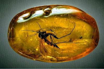 История янтаря