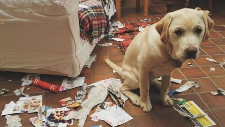 Собаки просят прощение