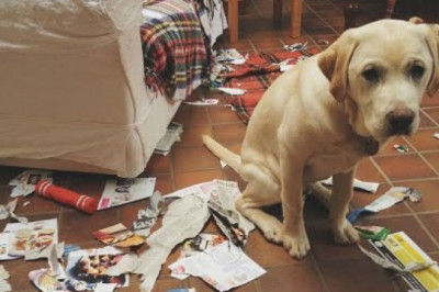 Собаки просят прощение