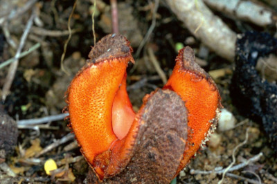 Гиднора африканская- инопланетное растение