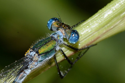 Интересные факты о стрекозах