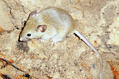 Почему эксперименты проводятся на мышах и крысах?