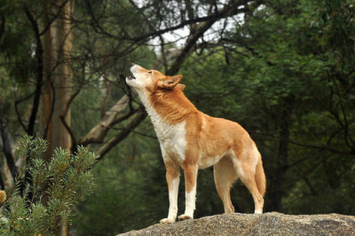 Собака воет – в чем причина? 