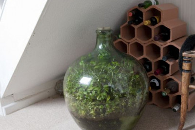 Это растение с 1972 года находится в закрытой стеклянной емкости