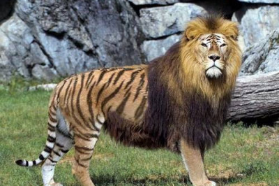 Новое животное – Тигролев. 