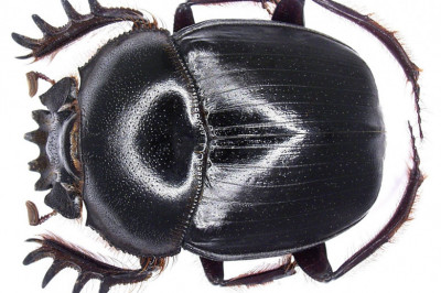 Жук-скарабей как символ бессмертия