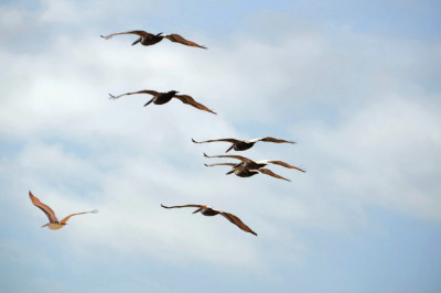 Как птицы узнают, куда им нужно мигрировать?