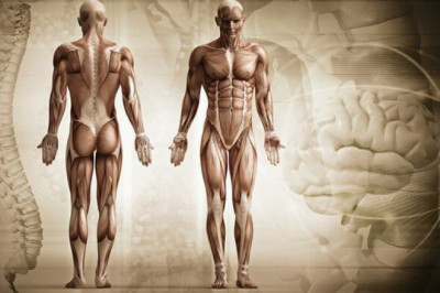 Какие органы в человеческом теле не задействованы. 