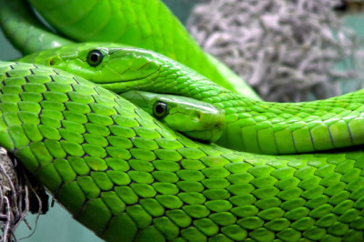 Может ли змея умереть от собственного яда?