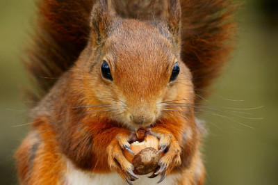 Почему  белка так легко разгрызает орехи?