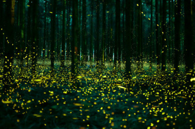 Удивительные фотографии светляков из лесов Японии 