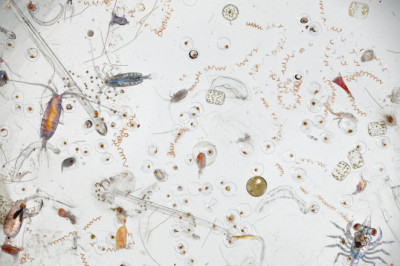 Увеличенная фотография морской воды