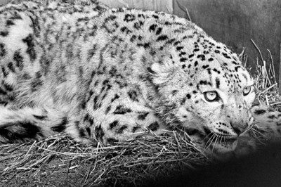 Интересные факты о снежных барсах