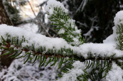 Почему хвойные деревья не сбрасывают иголки?