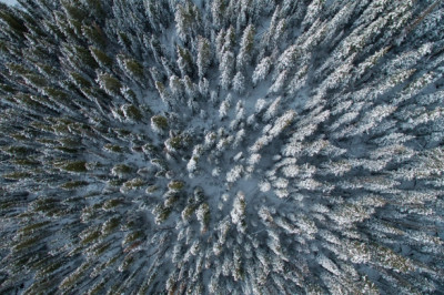 Сколько всего деревьев на Земле?