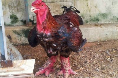 Удивительные вьетнамские куры. 