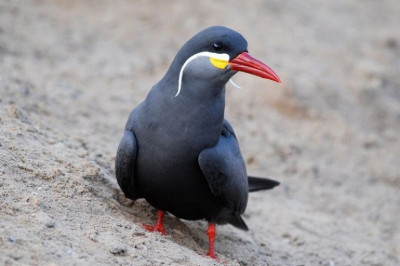 Птица с усами – крачка инки. 