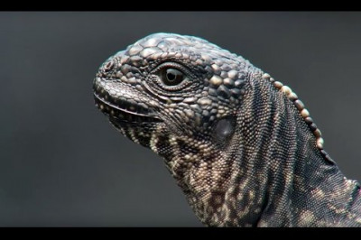 Игуана против змеи