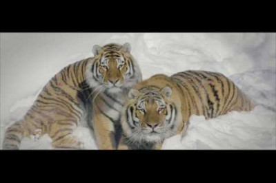 Реакция тигров на дрон