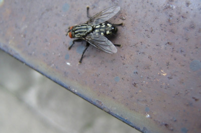 Сколько живут мухи?