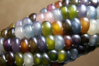 Разноцветная кукуруза. 