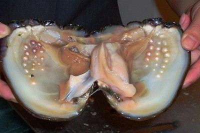 Откуда берется жемчуг?