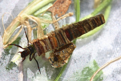 Личинки ручейника – ювелиры. 