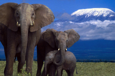 Зачем слонам такие уши? 