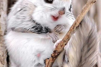 Что едят белки летяги? 