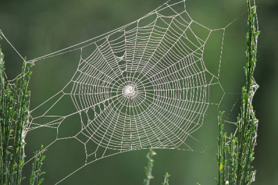 Как пауки плетут паутину?