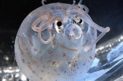 Поросячий кальмар,или свинхед