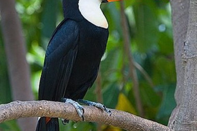 Зачем тукану такой большой клюв?