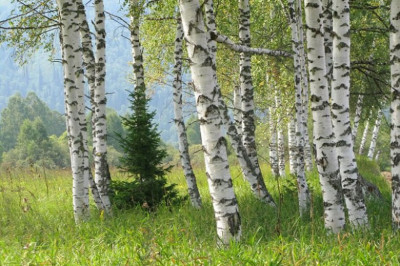 Береза- символ России