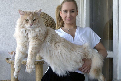 Большие славные котики породы мейн-кун