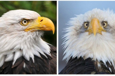 Почему орел так часто изображается на флагах и гербах?