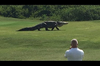 Обнаружен один из самых больших аллигаторов в мире