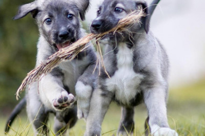 Встречайте первых документально подтвержденных щенков-близнецов