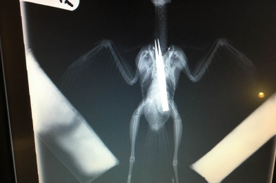 Эта маленькая птица проглотила пинцет. Что покажет рентген?