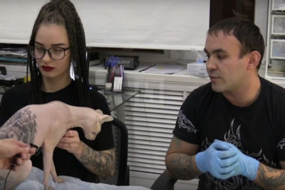 Екатеринбуржец сделал своему коту несколько тюремных татуировок